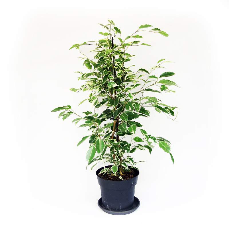 JARRON FICUS BENJAMIN o BENGIAMINO 17CM