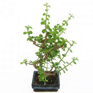 Bonsai Crassula feuilles