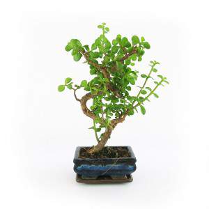 Bonsai Crassula feuilles