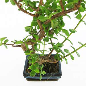 Tallo de bonsai de Crassula