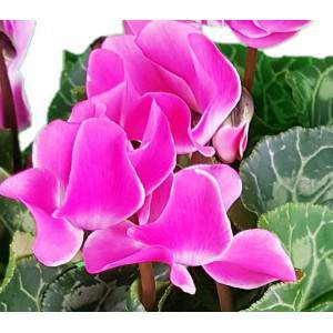 White Ivy-leaved cyclamen or Cyclamen Persicum