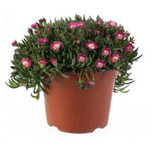 Delosperma - Planta suculenta - maceta 14cm rojo