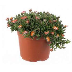 Delosperma - Sukulent - 14cm żółta doniczka