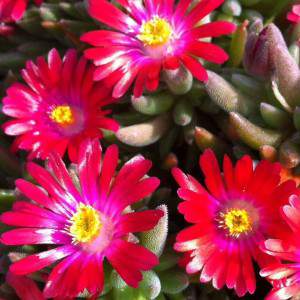 Delosperma - Planta de flor suculenta