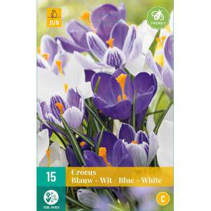 Bulbes de Crocus de record de fleur