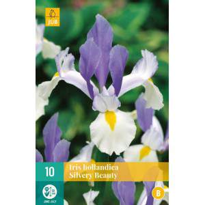 Bulbos de iris hollandica silver beauty