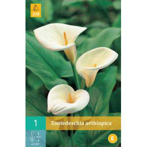 Bulbi par Calla aethiolica