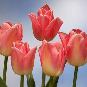 bulbo de tulipán dinamarca