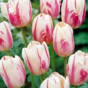 Sorvete de tulipa bulbo branco e rosa