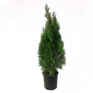 Thuja occidentalis Smaragd Vaso 22cm