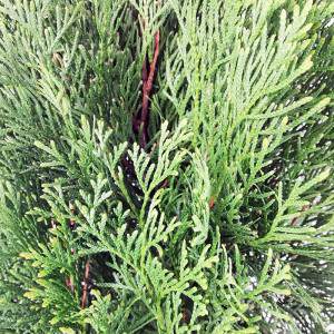 Thuja Westerns Smaragd Leaves