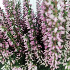 Erica Calluna pink flowers