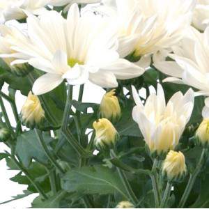 Chrysanthemum -...