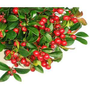 GAULTHERIA PROCUMBENS