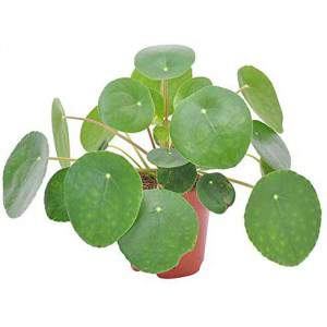 Pilea.