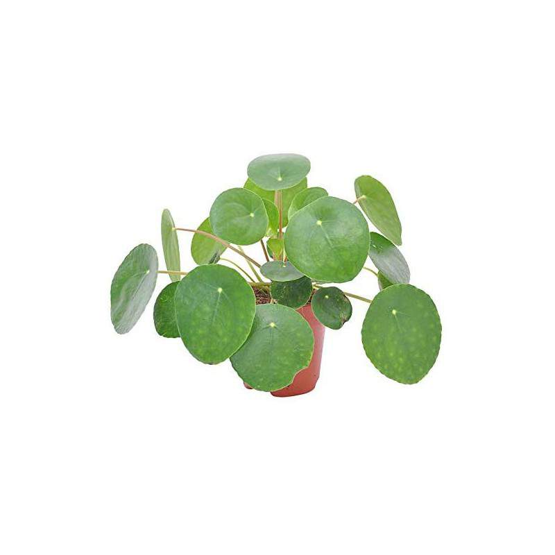 Pilea.