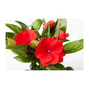 NEW GUINEA RED FLOWER