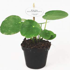 Pilea peperomioides o planta moneda china maceta 8cm
