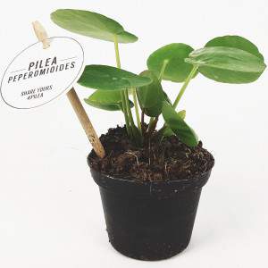 Pilea peperomioides lub chińska doniczka na monety 8 cm