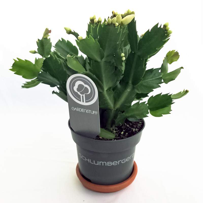 Schlumbergera Christmas cactus vase 13 blanco Schlumbergera Christmas cactus vase 13 blanco