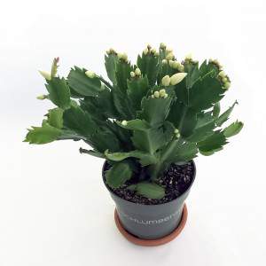 Christmas cactus pot 13 white flower