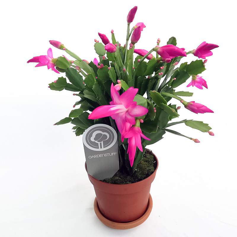 Cactus de Navidad Schlumbergera maceta 13 fucsia