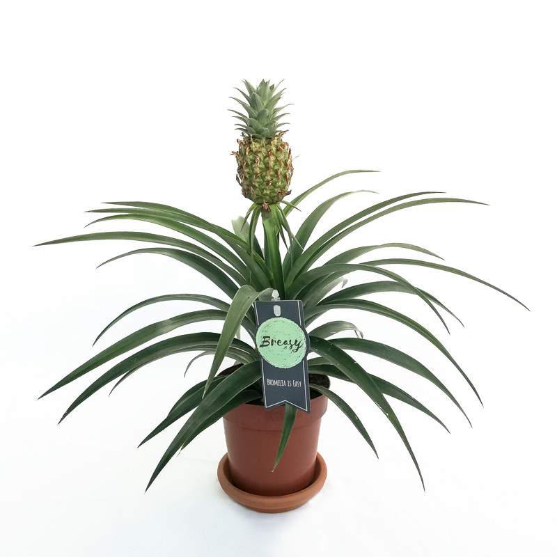 Pot de fleurs Ananas comosus 12cm Pot de fleurs Ananas comosus 12cm