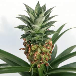 Pot de fleurs Ananas comosus 12cm