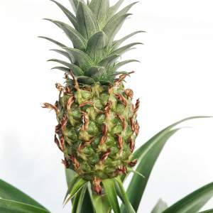 Pot de fleurs Ananas comosus 12cm