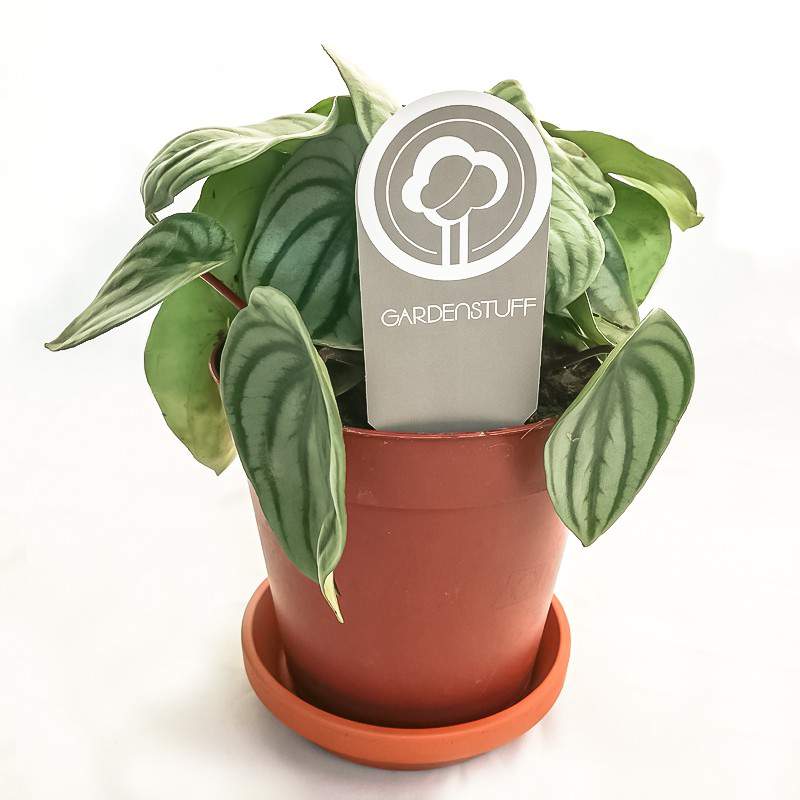 peperomia