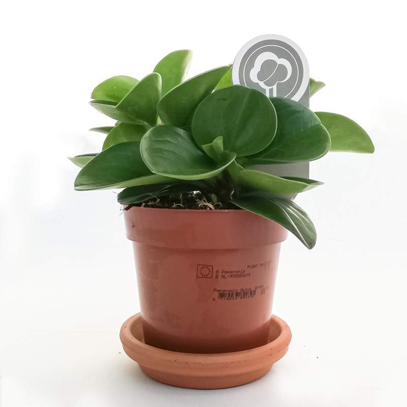 peperomia peperomia
