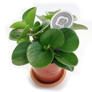 Peperomia