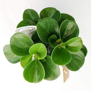 Peperomia