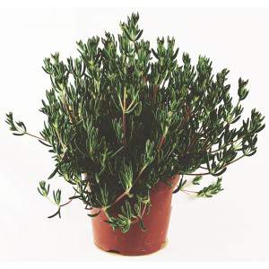 Misembryanthenum - Succulent plant - pot 14cm