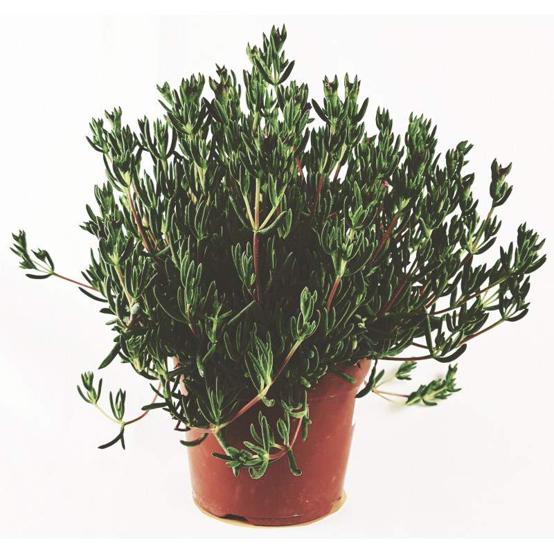 Misembryanthenum - Planta suculenta - maceta 14cm Misembryanthenum - Planta suculenta - maceta 14cm