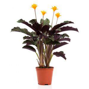 CALATHEA CROCATA Potted Taxmania