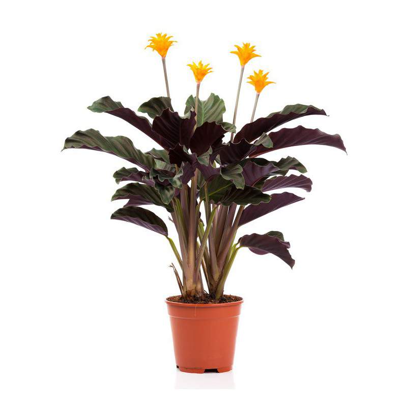 CALATHEA CROCATA Taxmania en maceta CALATHEA CROCATA Taxmania en maceta