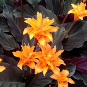 CALATHEA CROCATA Kwiat Tassmanii