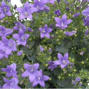 Campanula in vaso blu - Campanulacea Dalmata Portenschlagiana