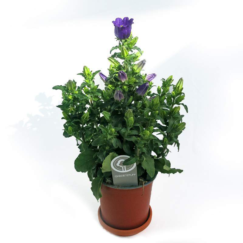 Vase CAMPANULA APPEAL 14 violet