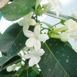 FLOR DE JASMIM DE MADAGASCAR