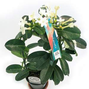JARRON ESTEPHANOTIS 12CM