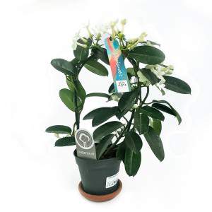 STEPHANOTIS VASE 12CM