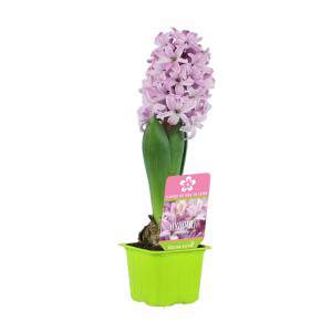 Hyacinth Hyacinthus em vaso rosa florido