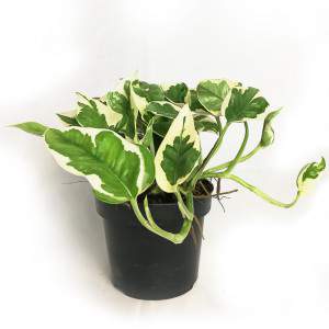 JARRÓN POTHOS EPIPREMNUM N-JOY 12cm