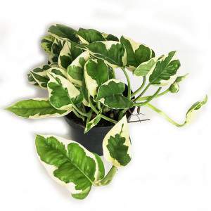 JARRÓN POTHOS EPIPREMNUM N-JOY 12cm