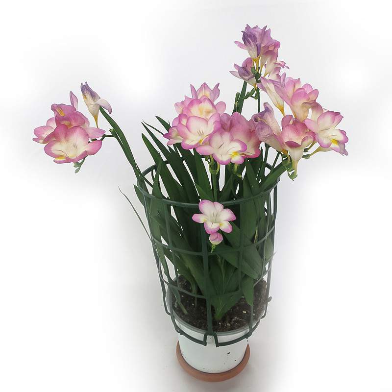 Florero Freesia 14cm rosa Florero Freesia 14cm rosa