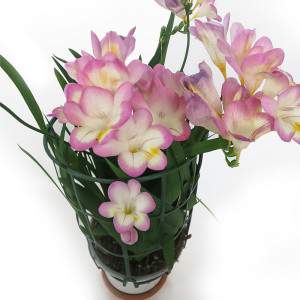 Freesia - planta em vaso de...