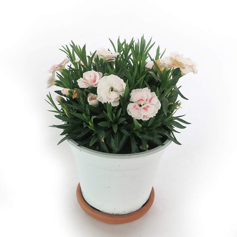 VASE GAROFANO BLANC 14cm VASE GAROFANO BLANC 14cm