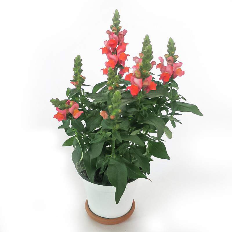 HUNDEMUND 14cm VASE ROTE BLUME